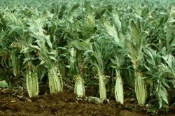 cynara-cardunculus04.jpg (15689 bytes)